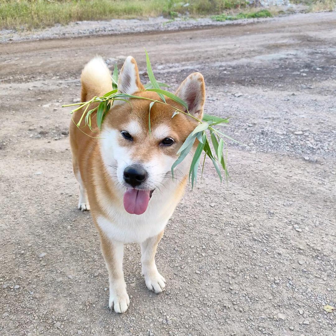 封心锁爱只为你