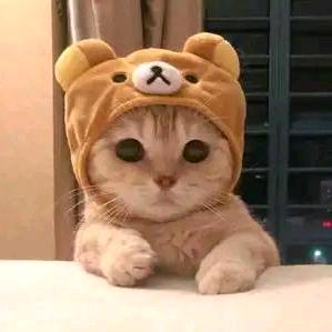 ✨琳子