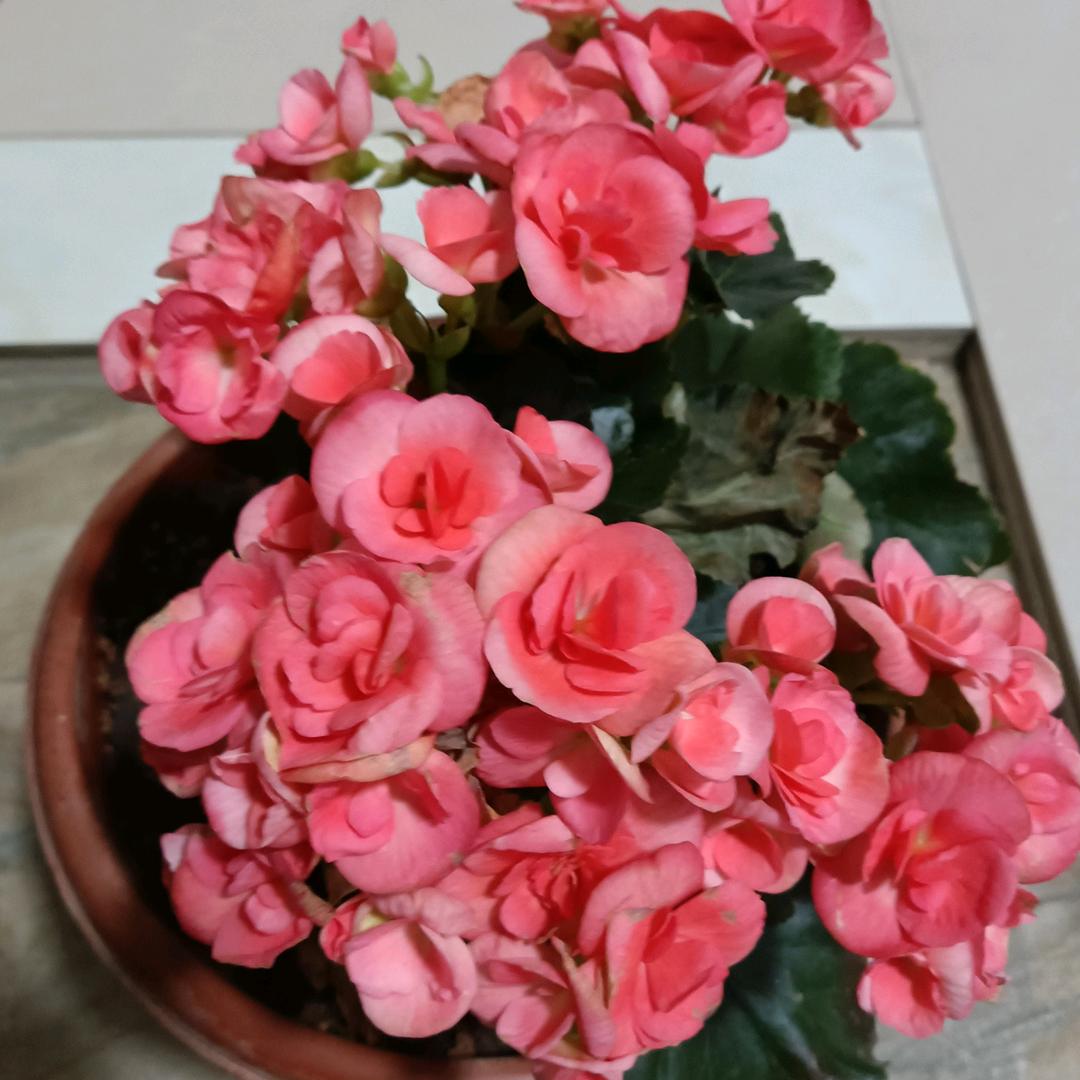 小蜜豆儿童严选