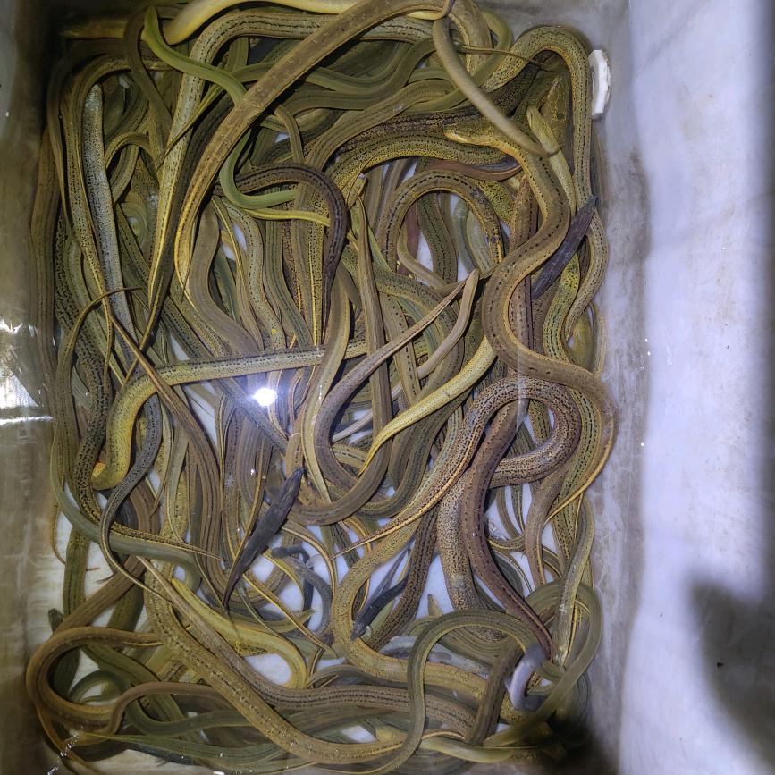 小江户外