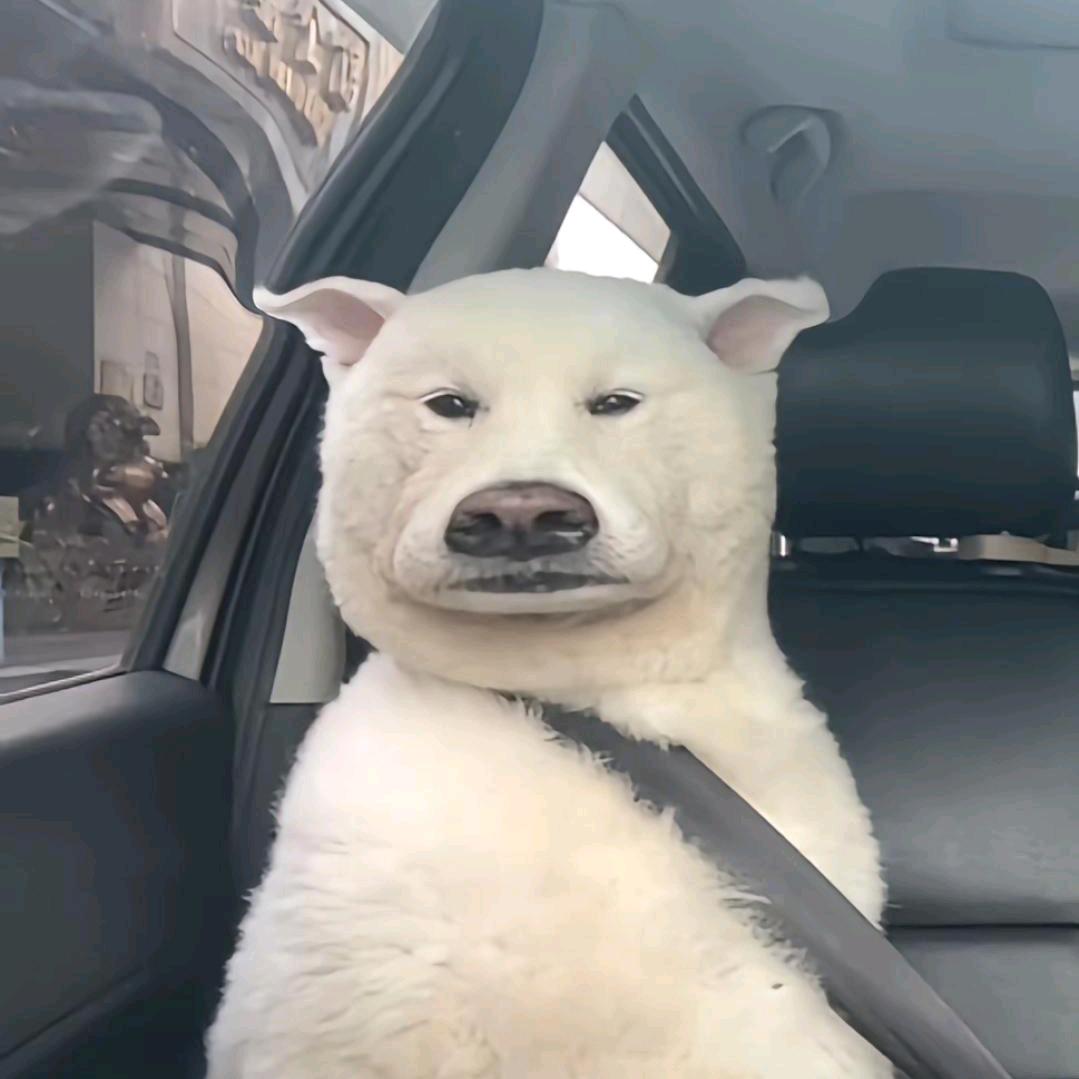 空中飞猪.k