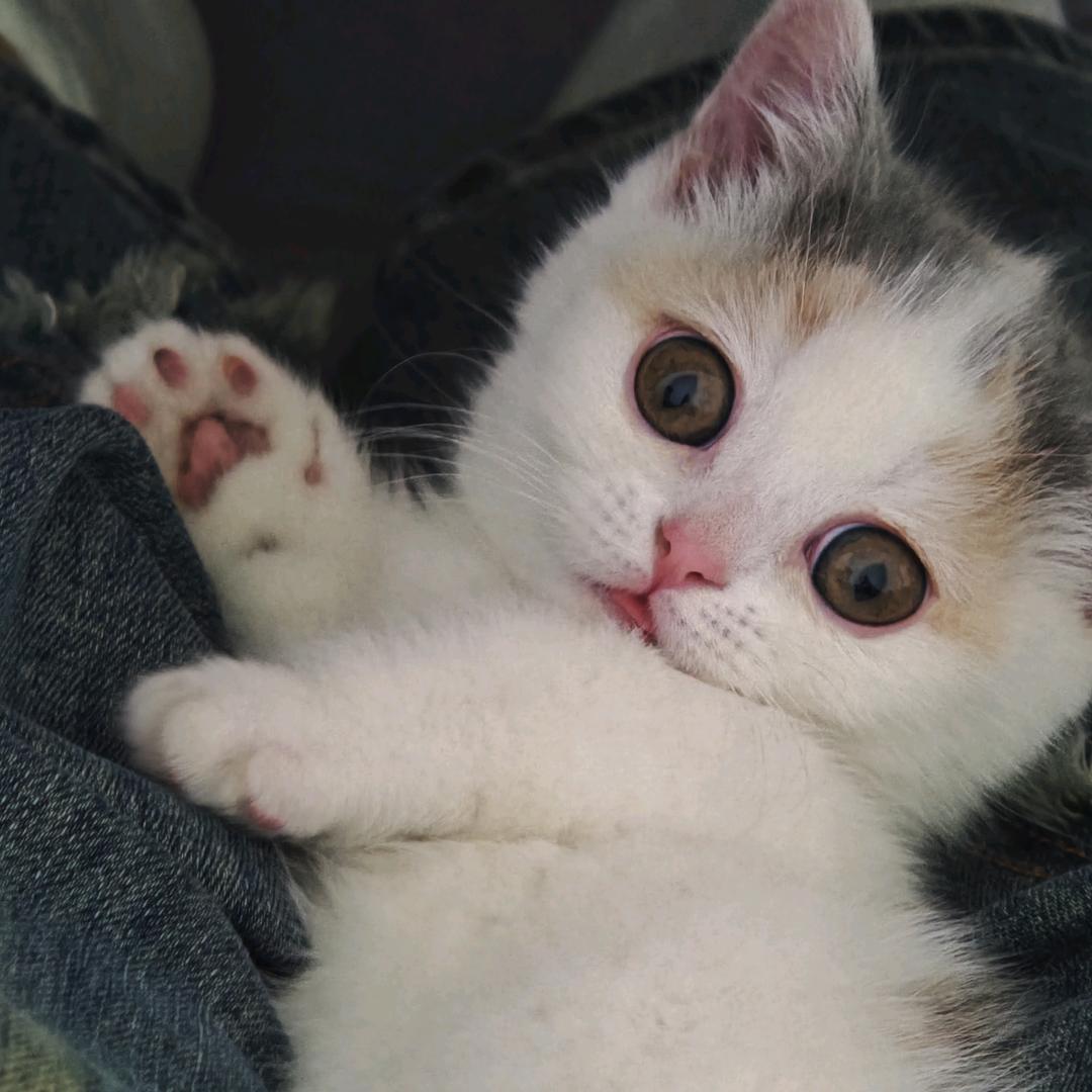 妙妙不是大笨蛋