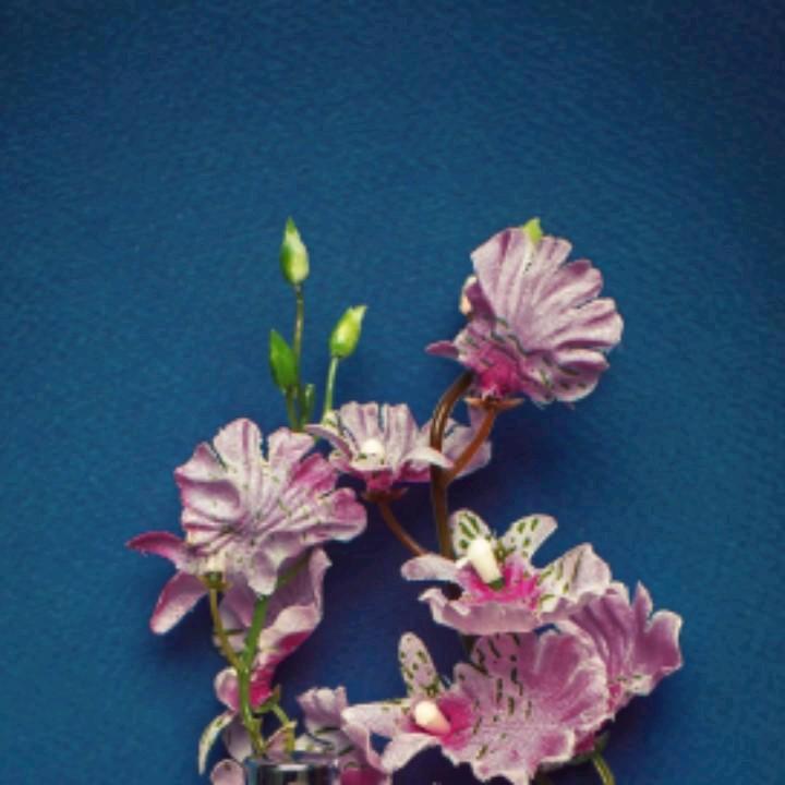 Guo小苏