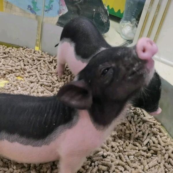 pupu爱放屁的小香猪