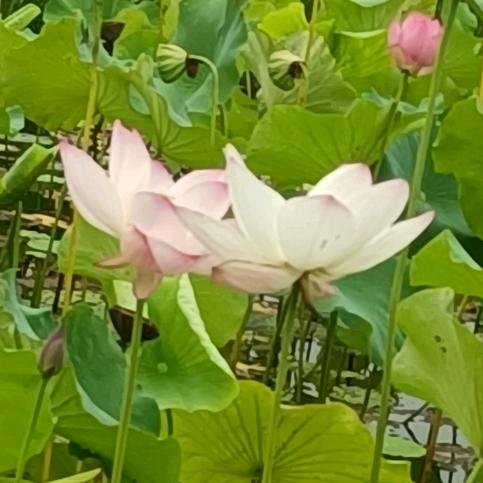 人在江湖？