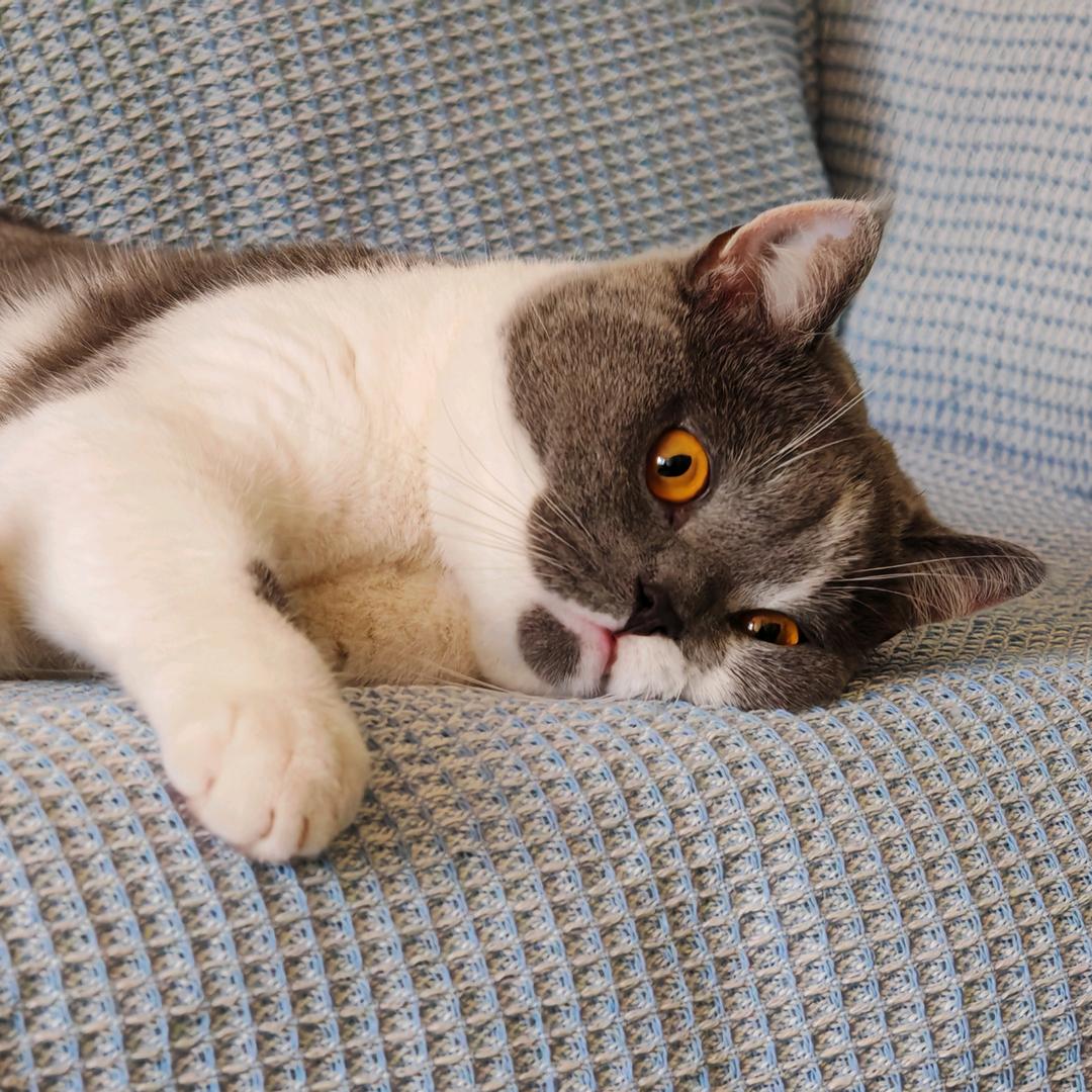 太狼是只猫🐱~