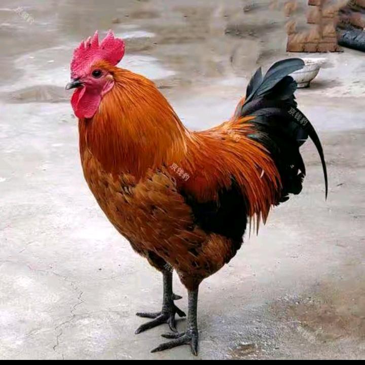 🐔给鸡谈恋爱🐔