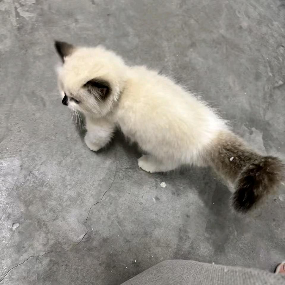 志荣🐰🐰🐭🐉🐍
