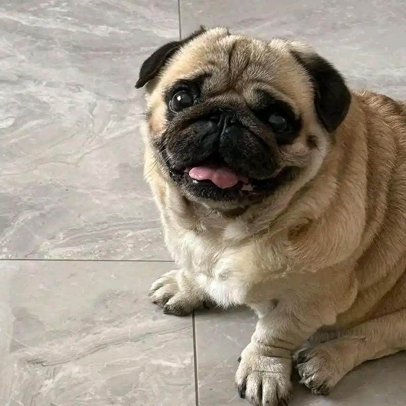 婚姻情感咨询师