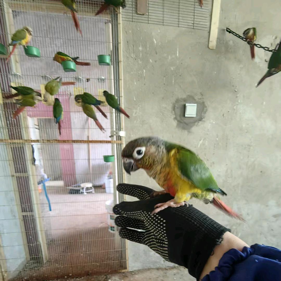 刘娟爱宠精选铺子