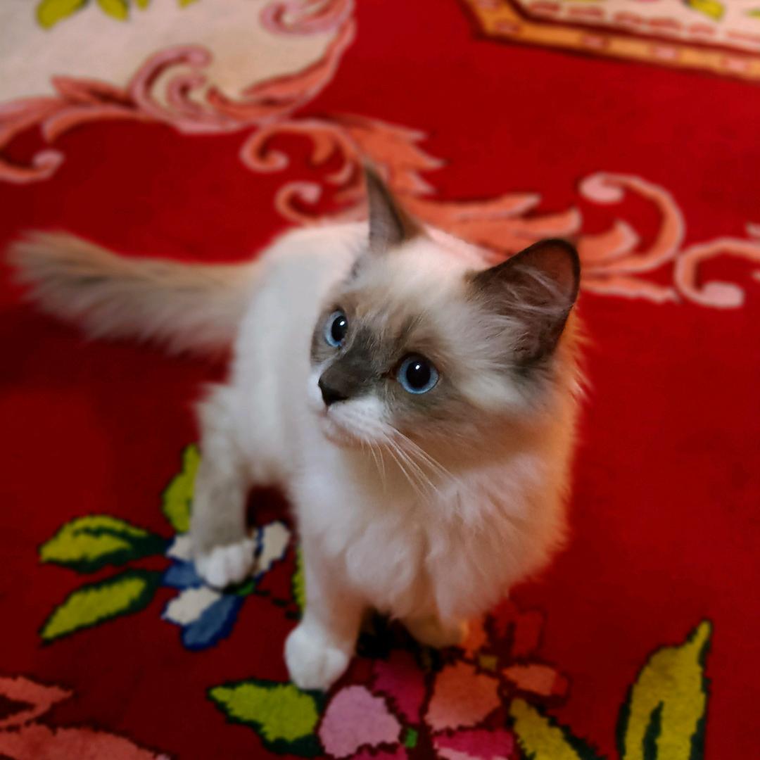 小烤鱼