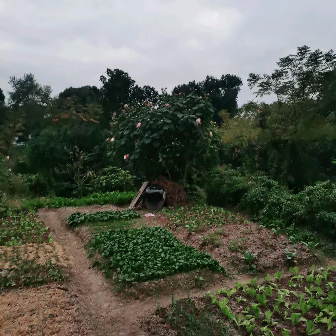 凤美