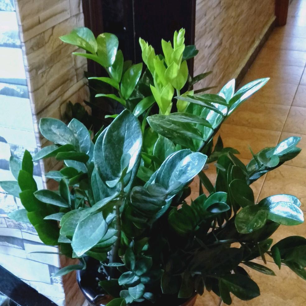 秋丽