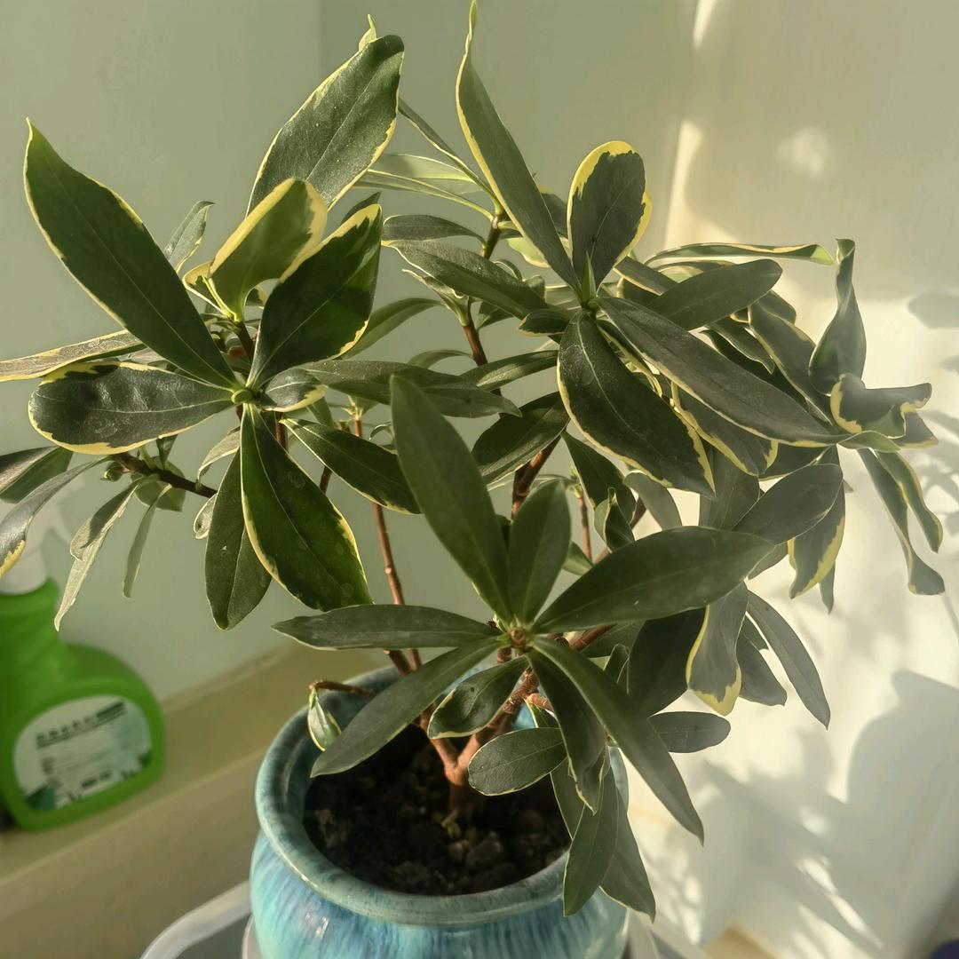 *(❁´◡`❁)*✲ﾟ*mm55