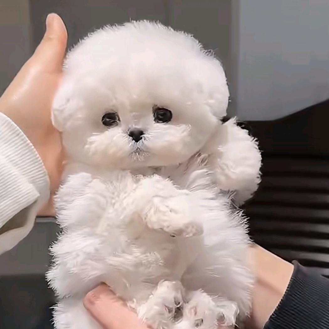 东尼家宠比熊韩系比熊