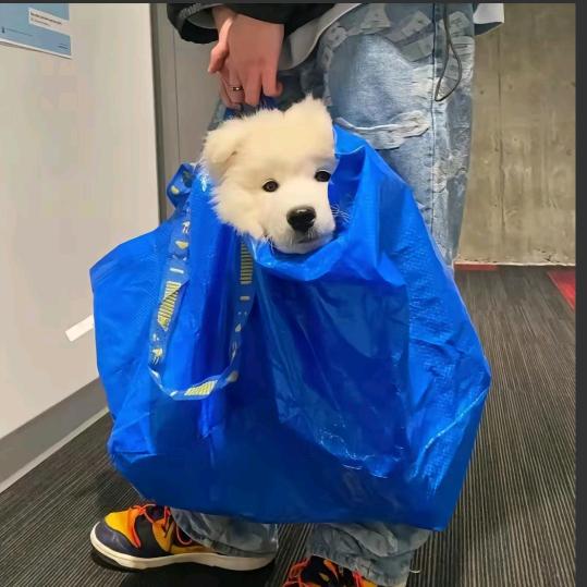 小玖玖玖