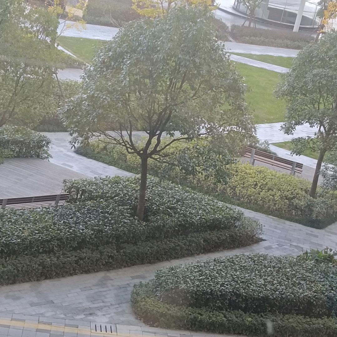 千岛珍珠