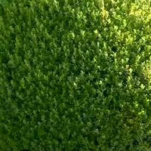 小刘专业挖树团队。