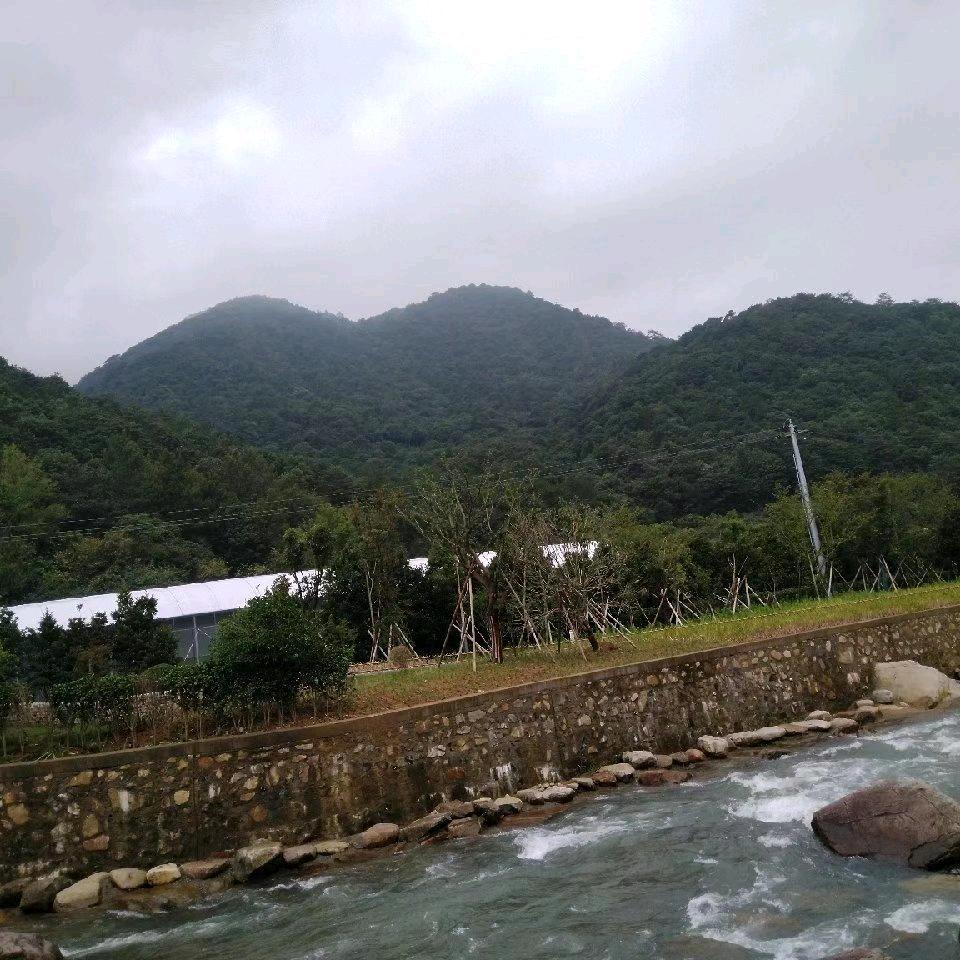 吕本社