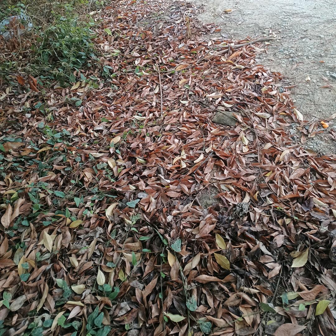 豆豆：