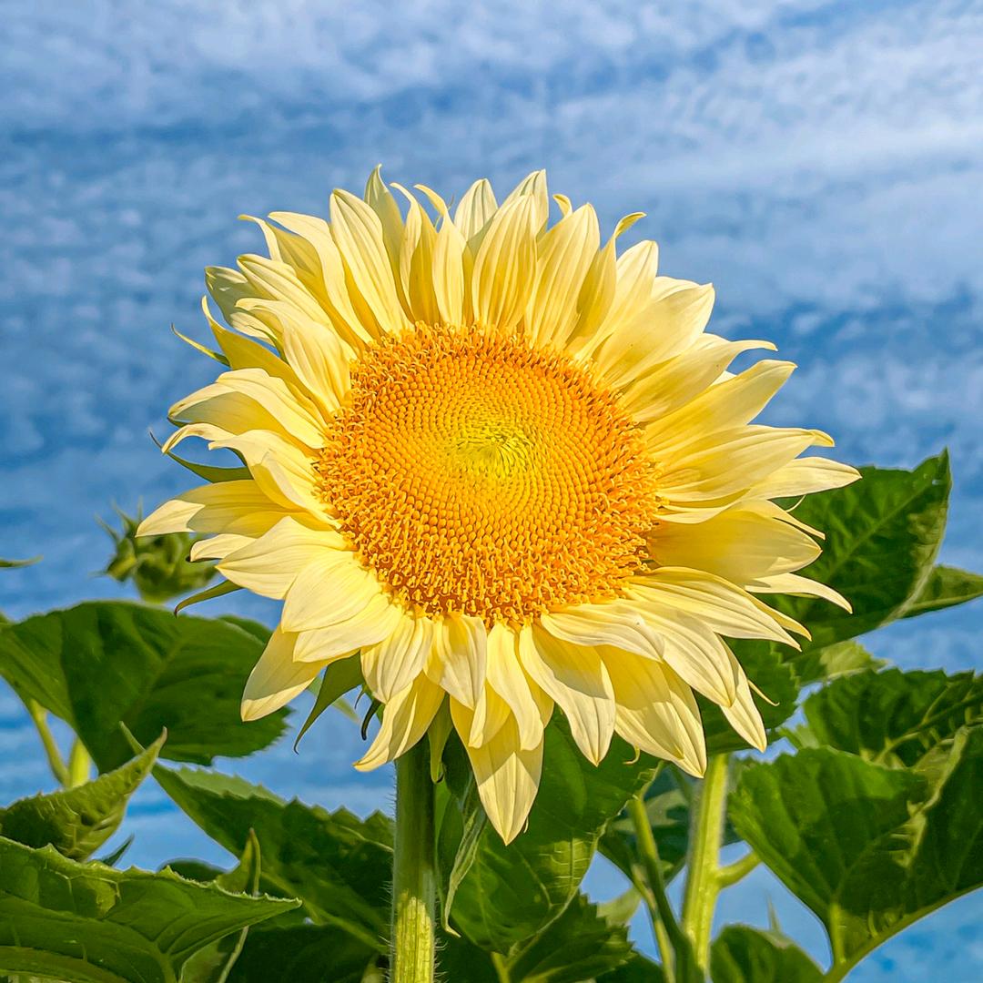 坦然🌻