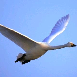 hcby朗诵鸿鹄凌云《黄鹂》