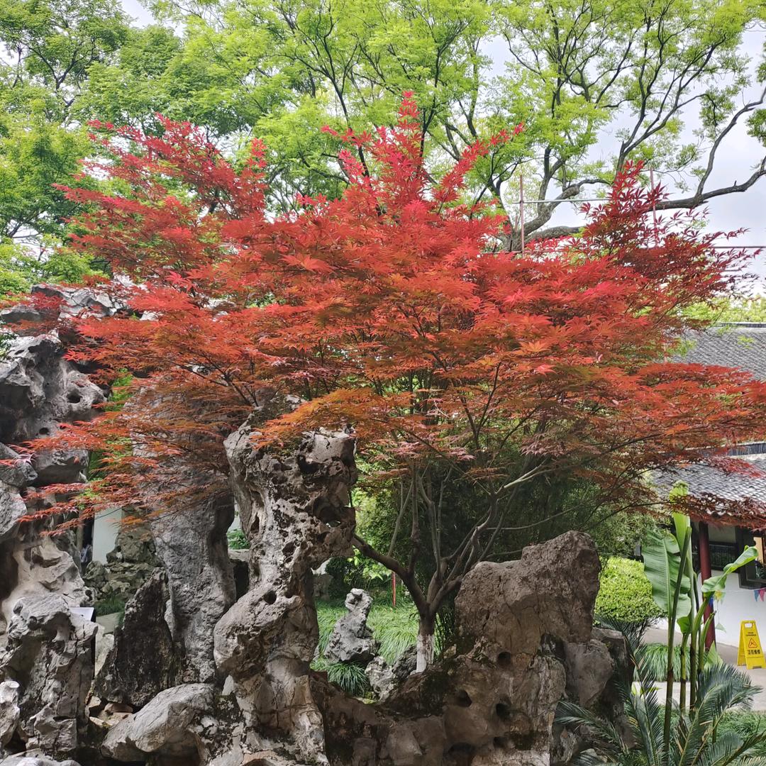 清风明明