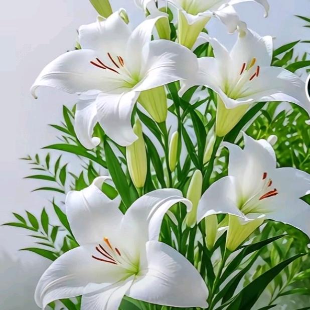 山谷百合