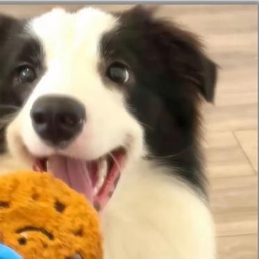 •ᴗ•