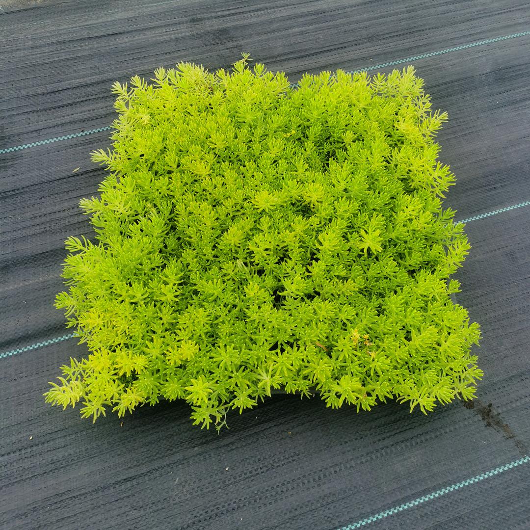 地被植物基地