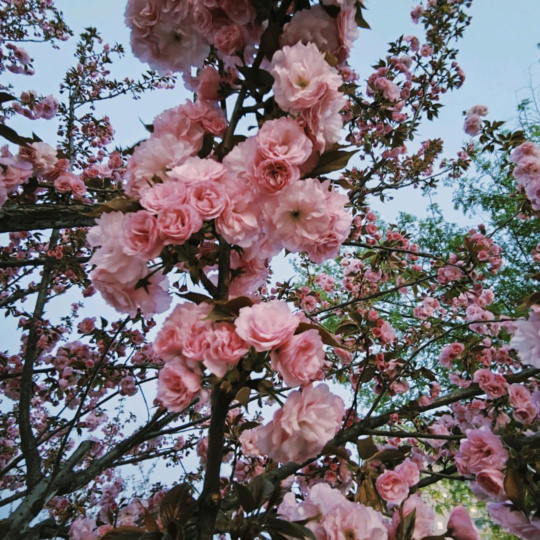 菠萝味汽水