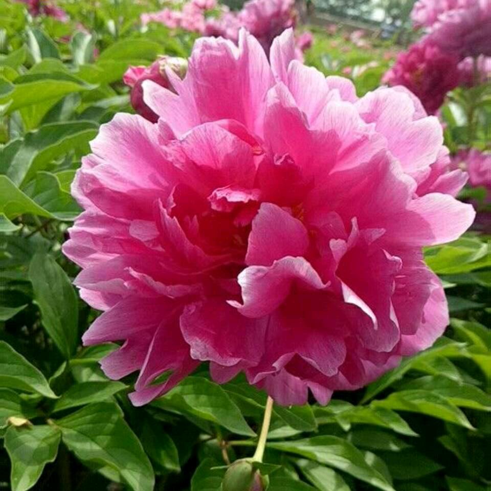 🌹🔥紫璃夏殇🔥🌹🌷💰