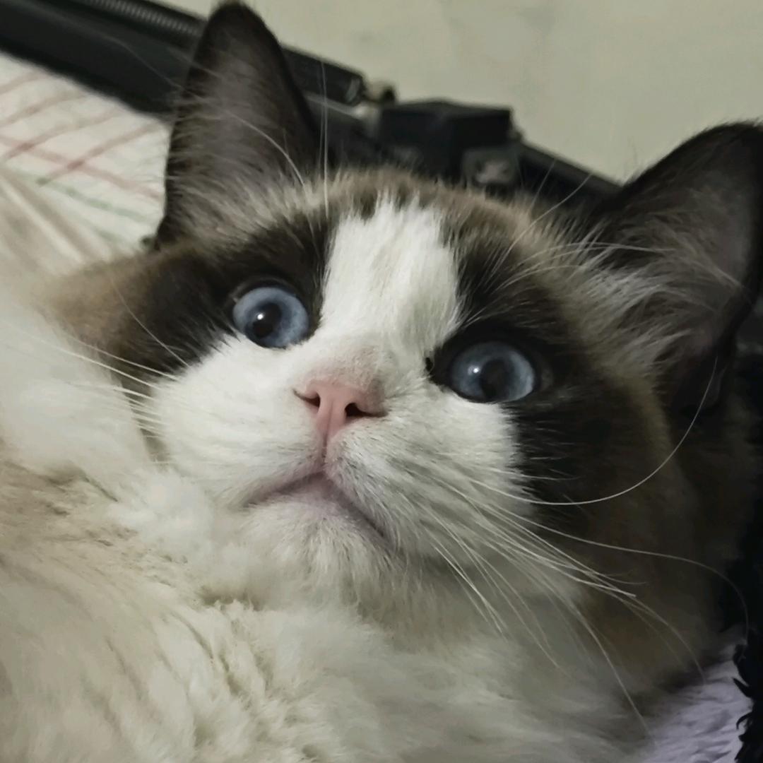 古月早八