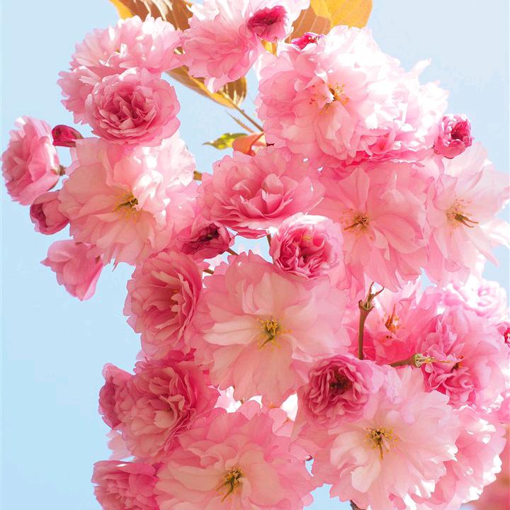 毕花开富贵