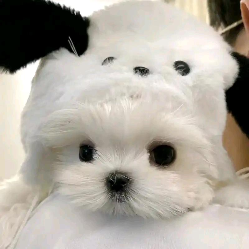 yz（国服韩信）