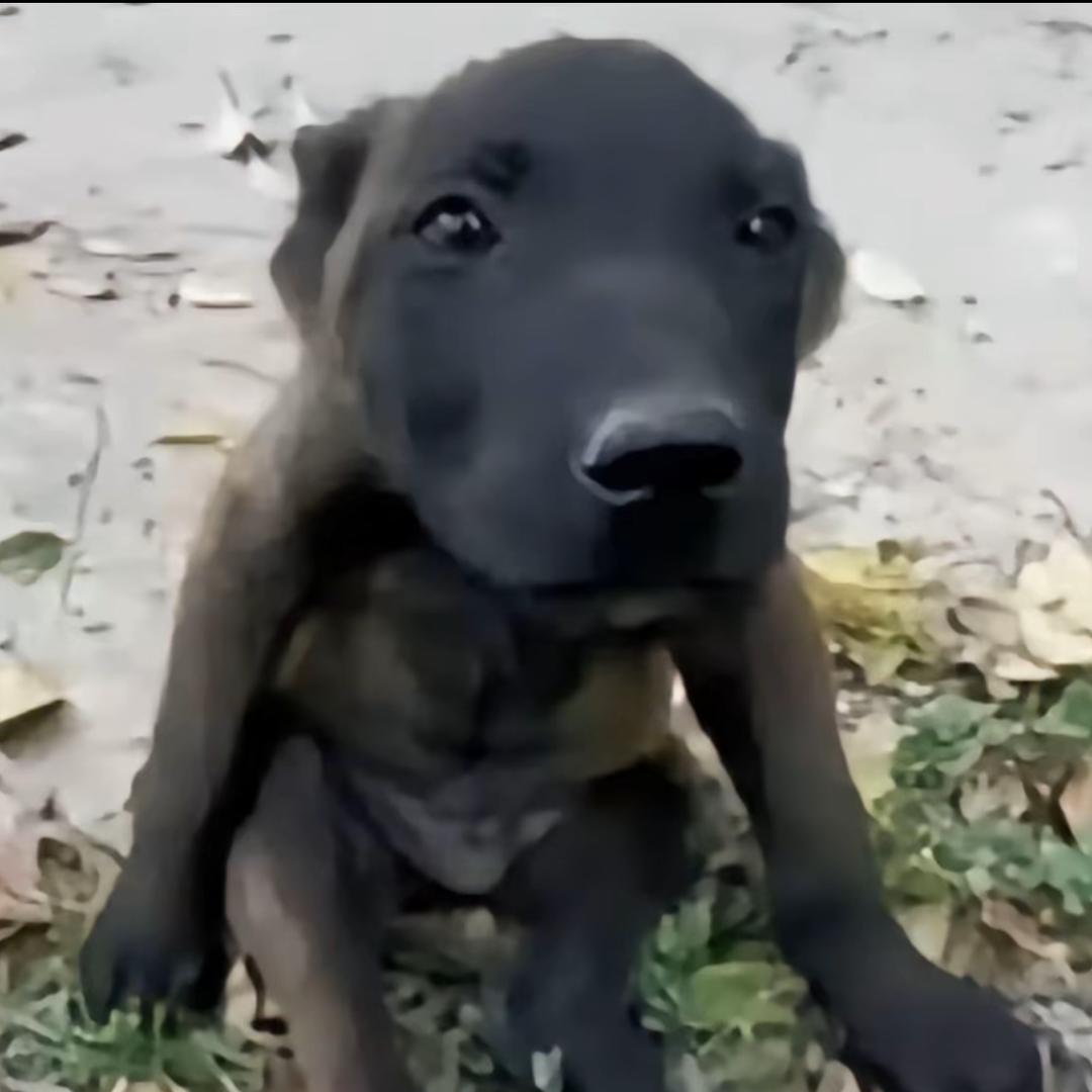 最高雅的男性🧑