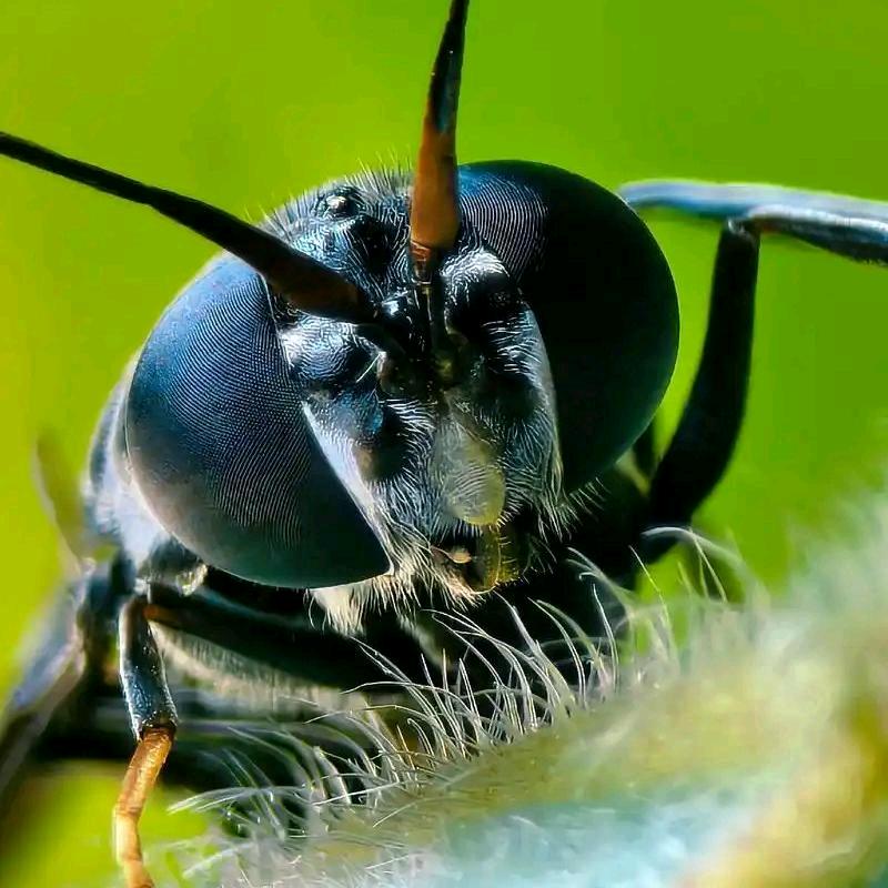 小王–黑水虻蛋白虫养殖