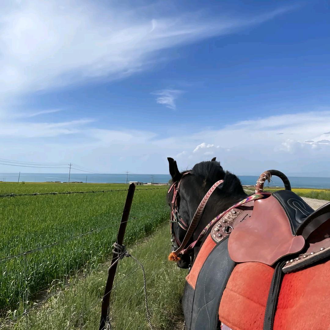 郑州鱿侠，鱿鱼生蚝