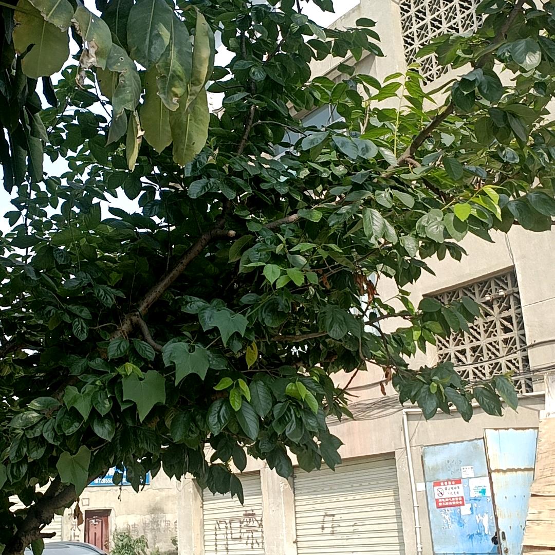 丰意