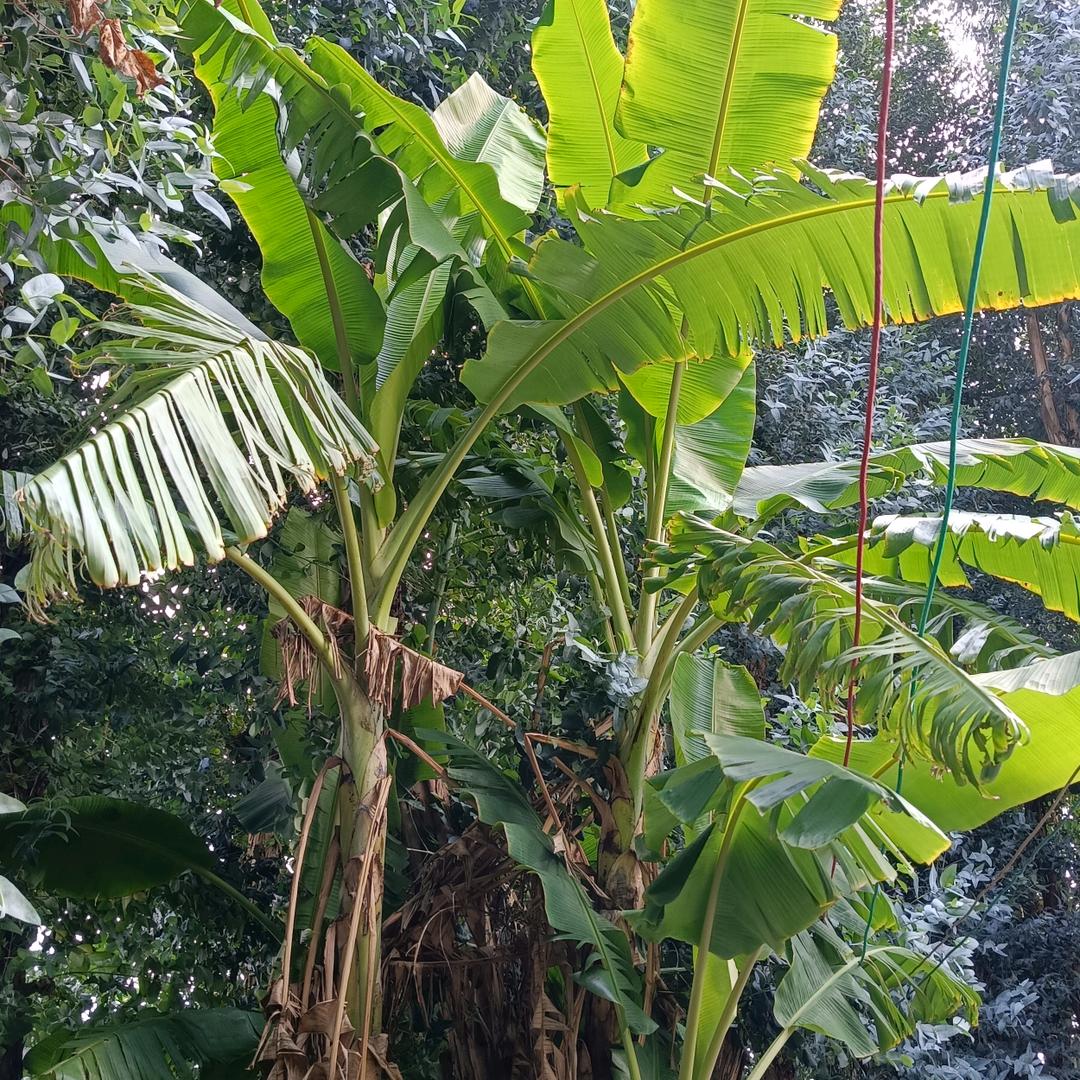 丛林笆蕉