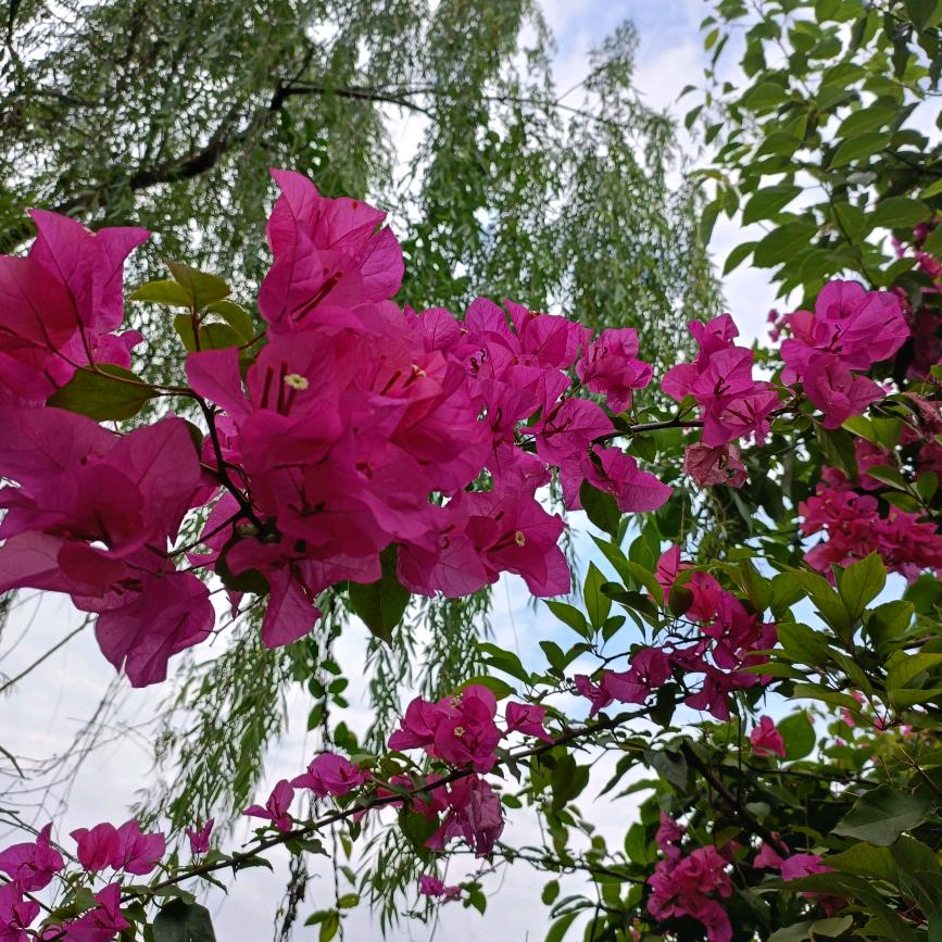 明天更好