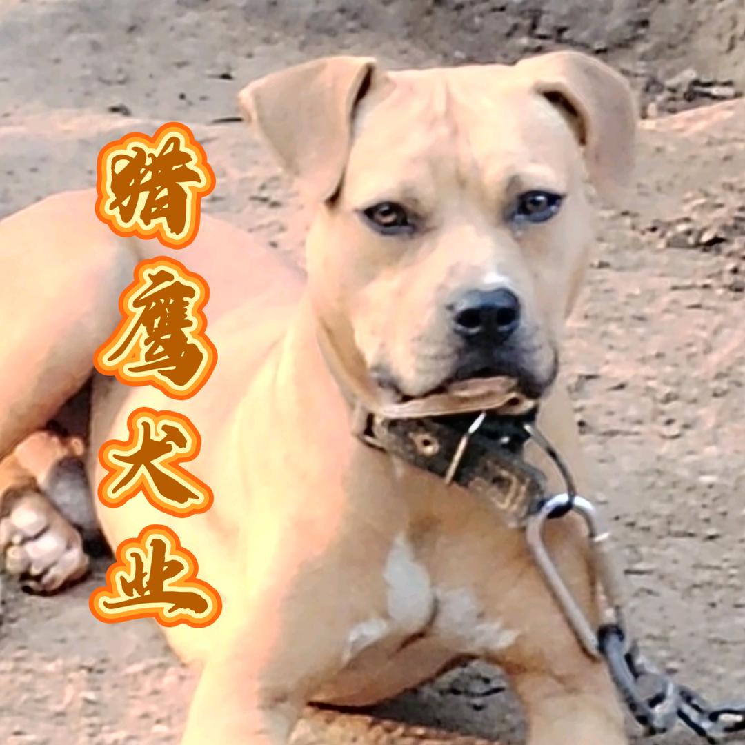 猎鹰犬业