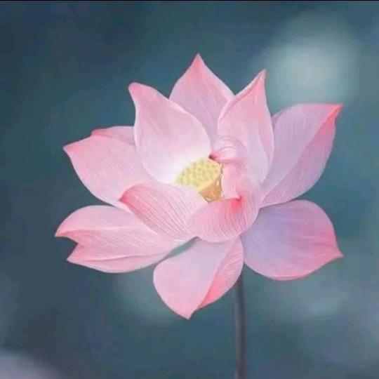 莲