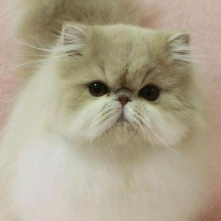 加菲猫，波斯猫