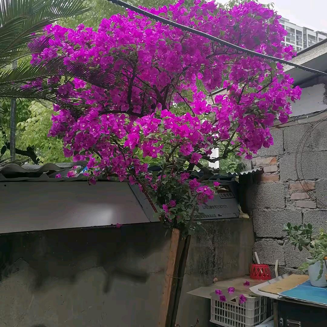 离异单身