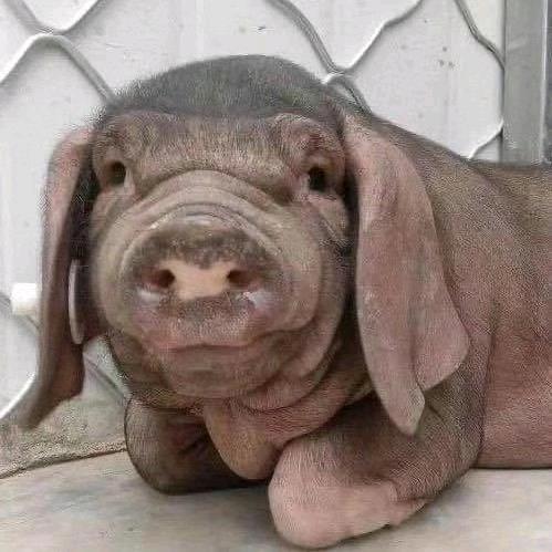 达达自繁自养种猪