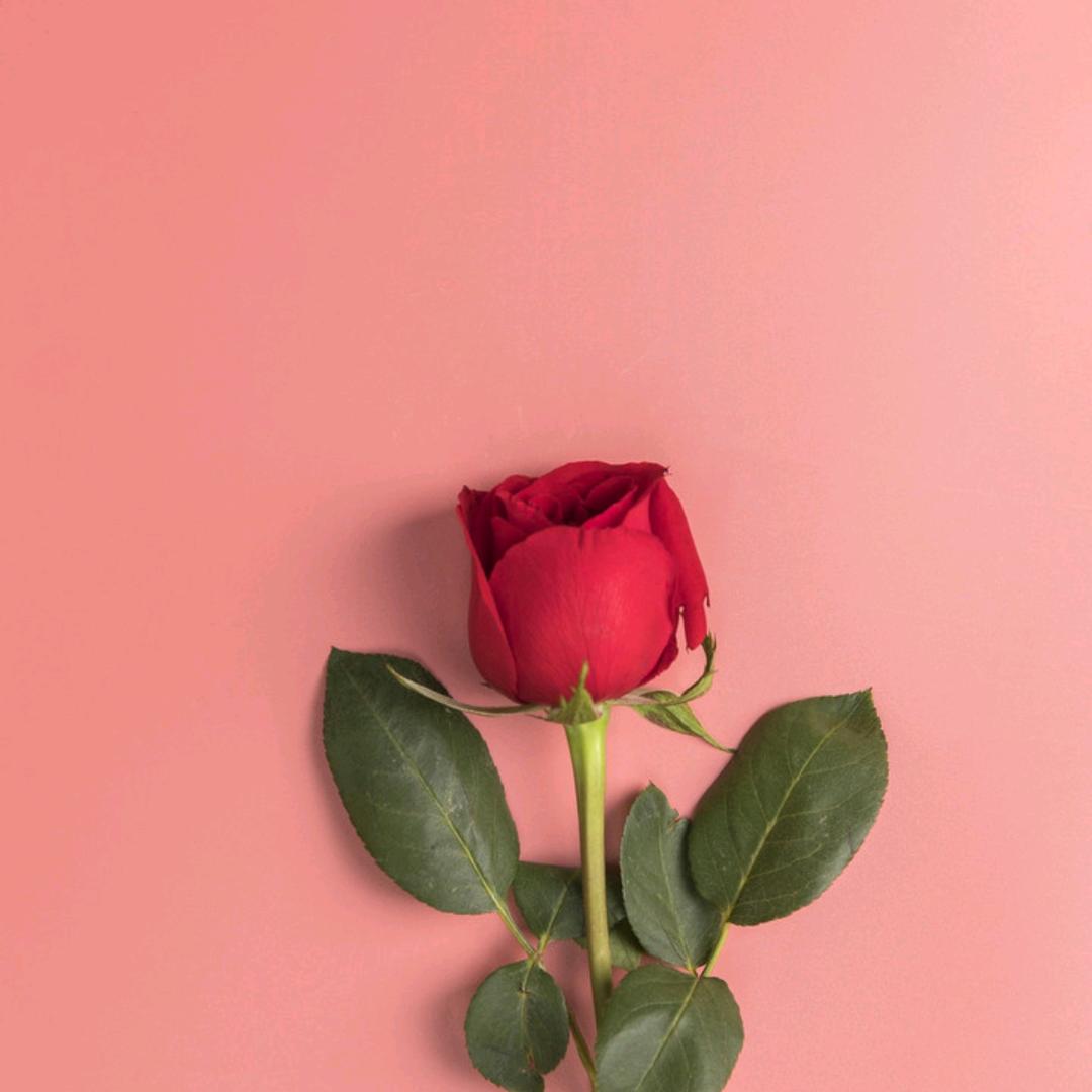 👑花开成海