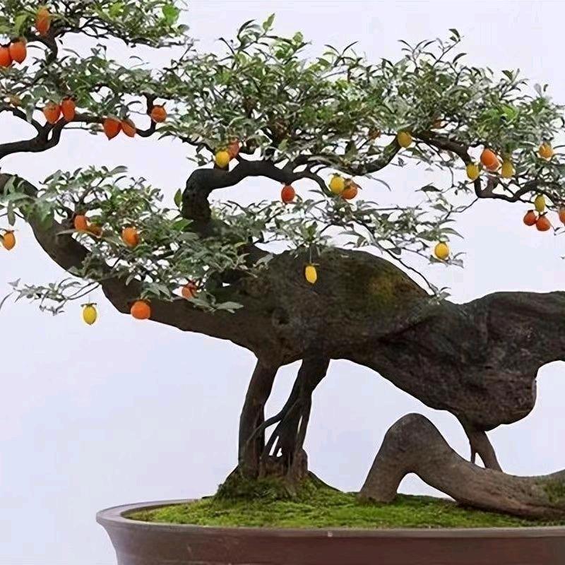 悦居雅舍