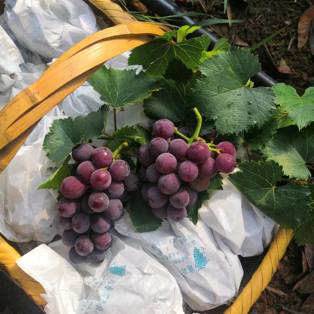 抖音丶流儿 葡萄🍇人生