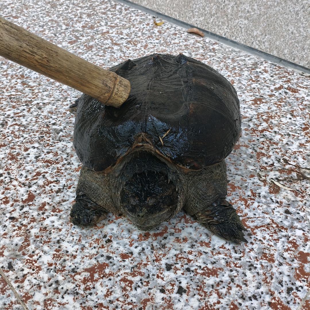 沛珩佛鳄